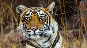 População de tigres na Índia cresce mais de 30% em quatro anos | Notícias  internacionais e análises | DW | 29.07.2019