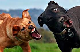 O que fazer se o seu cão entrar em uma briga? – Blog da Tudo Vet